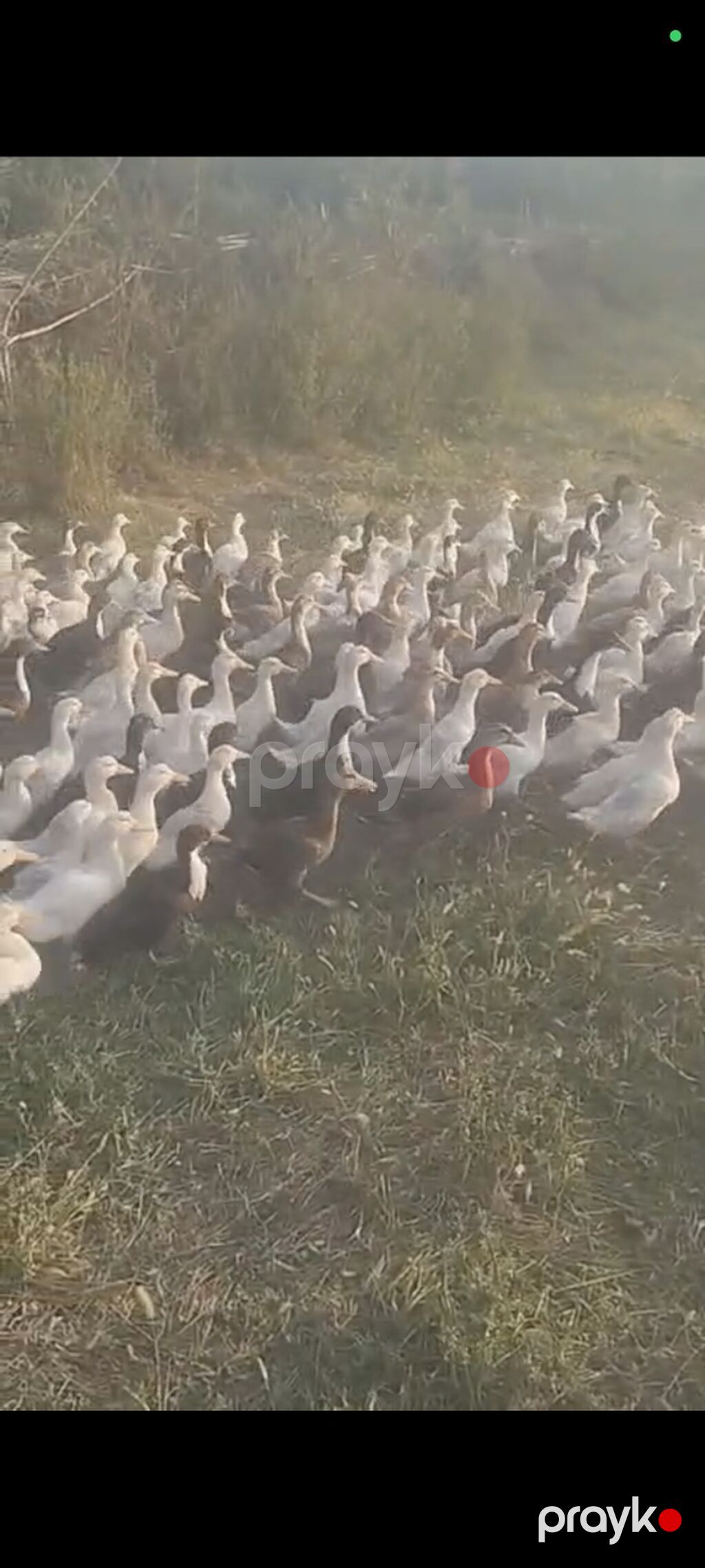 Məhsul: Ördek sürüsü (ferma yetişdirməsi) Təsvir: - Çöl şəraitində — Digərləri, Bakı (2)
