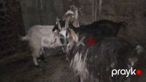 3 baş dişi keçi 1 i 3 qarın doğub 2 si 1 qarın sağlam heyvanlardı real — Digah
