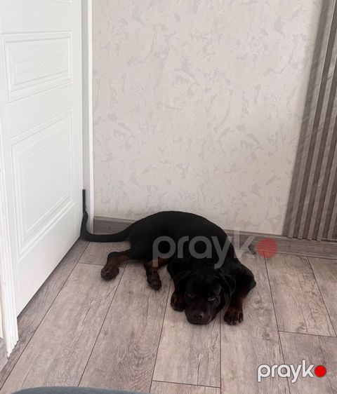 Rotveyler, 5 ay, Erkək, Peyvəndli — Bakı