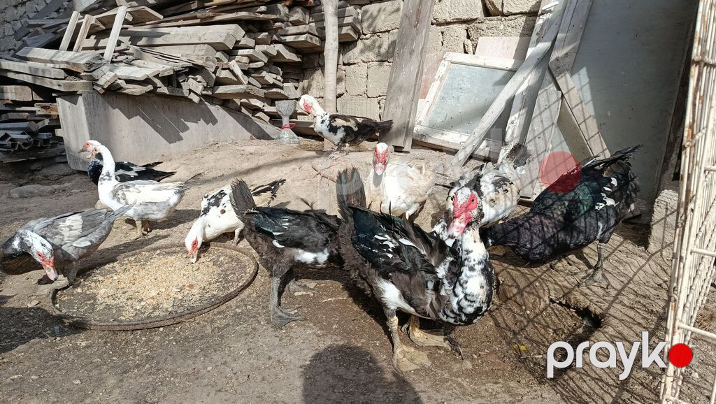 La ordekler astilir Erkekler 25 m 30m. 35m di yasina cekisine gore — Digərləri, Bakı (2)