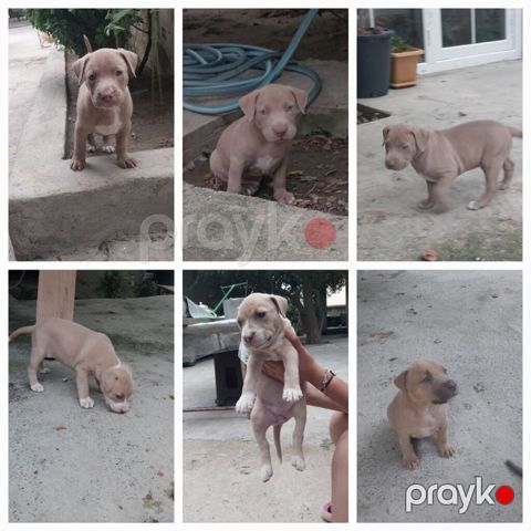 Pitbul, 2 ay — Digah