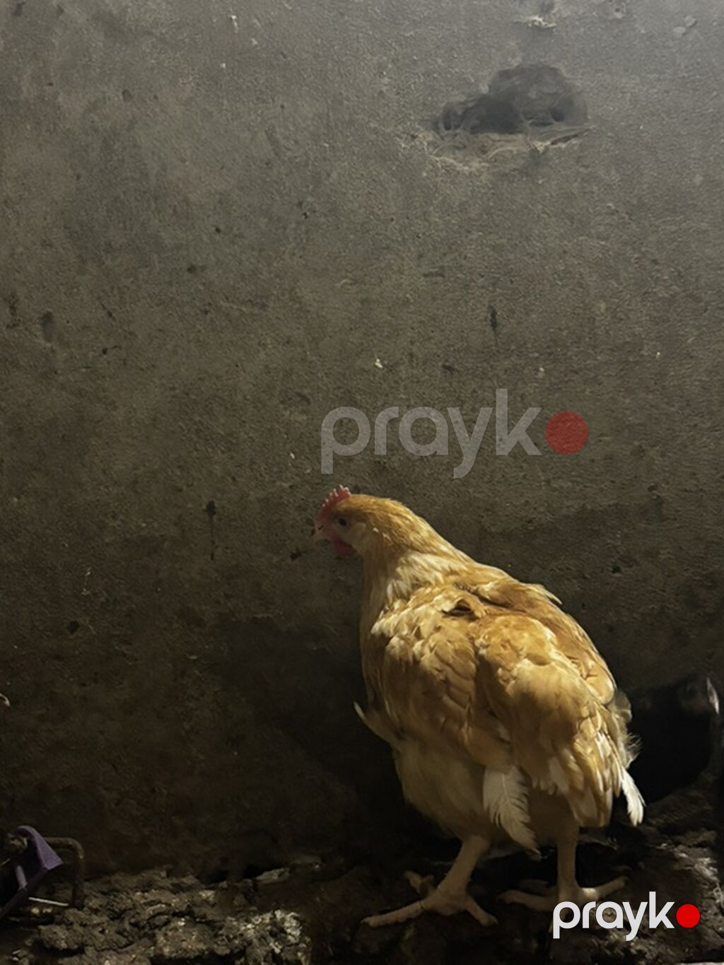 Təmiz qan lider 55 beçələri satılırr çox alan olsa cuzi endirim — Toyuq və xoruz, Gəncə (5)