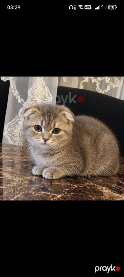 Scottish fold pişiyi evi var və ev heyvandır satılır 300 real alıcıya — Bakı