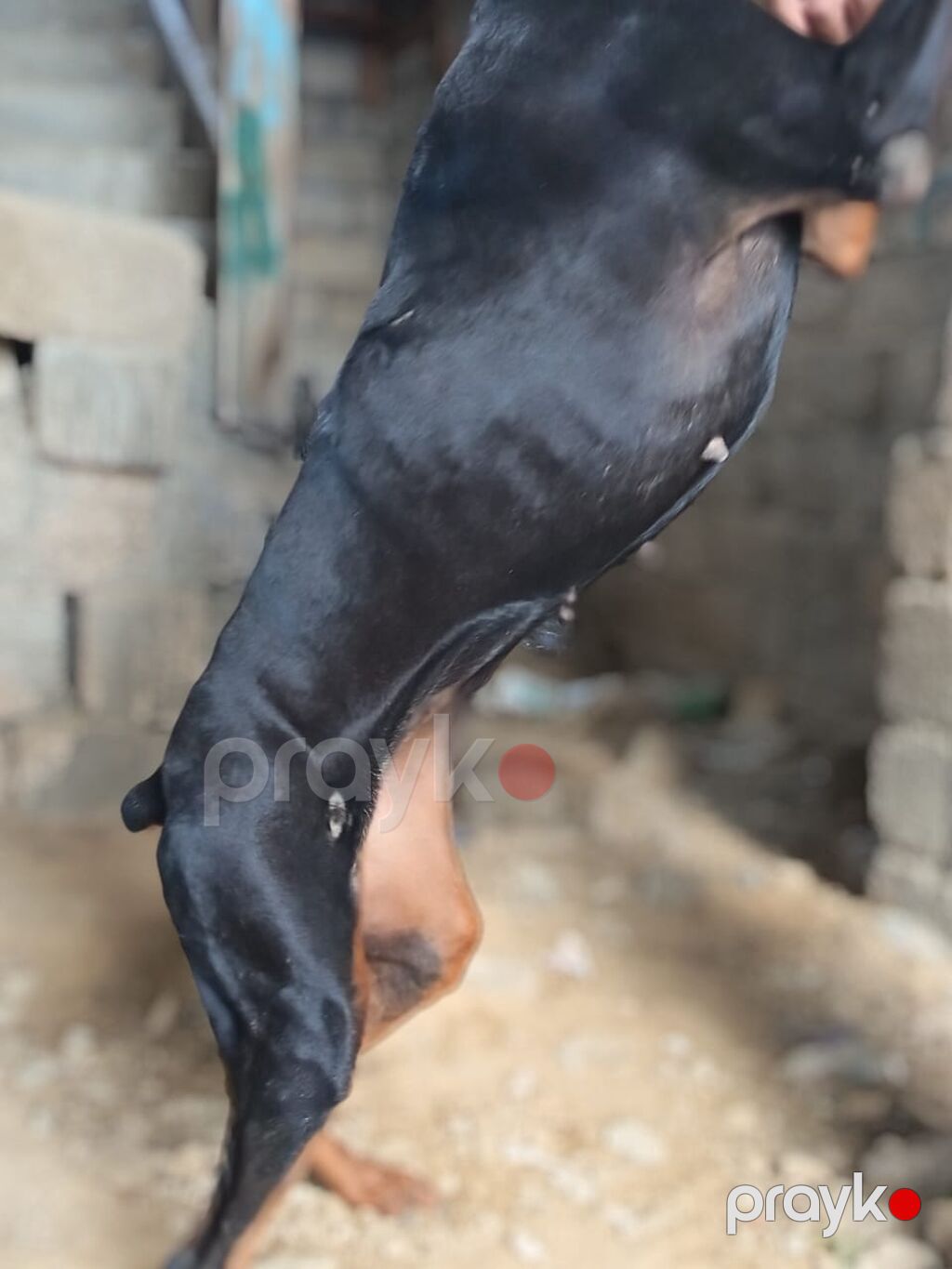 Doberman — Köpəklər, Bakı (2)