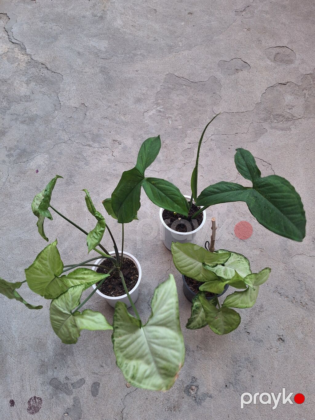 Otaq bitkiləri – kolleksiya - Syngonium (ox uclu yarpaqlı, açıq-yaşıl — Qapı bitkələri, Sumqayıt (2)
