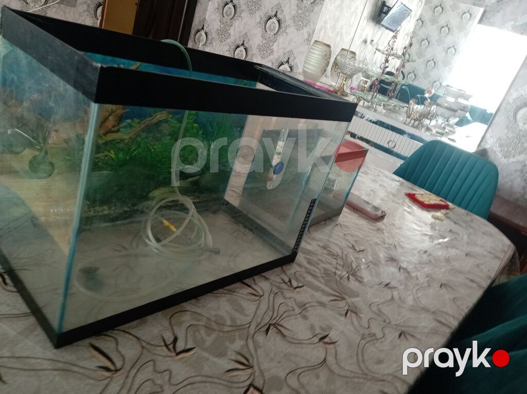 Akvarium dəsti - 2 ədəd şüşə akvarium: biri böyük, biri kiçik (hər — Akvariumlar və balıqlar, Sumqayıt (4)