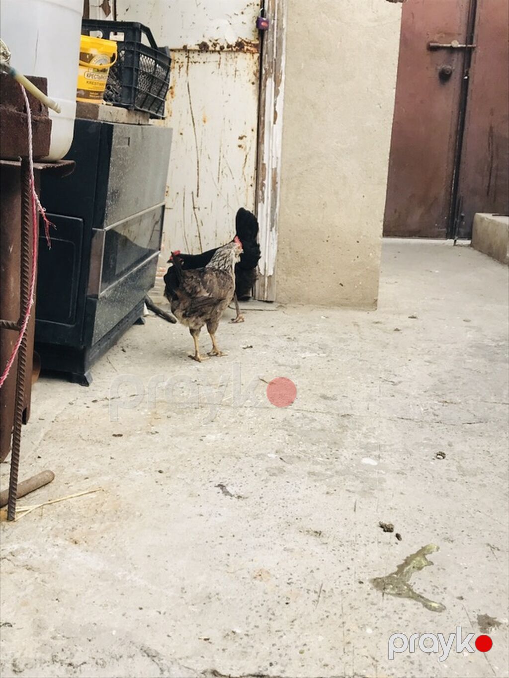 Toyuq, Yumurtalıq — Toyuq və xoruz, Bakı (3)