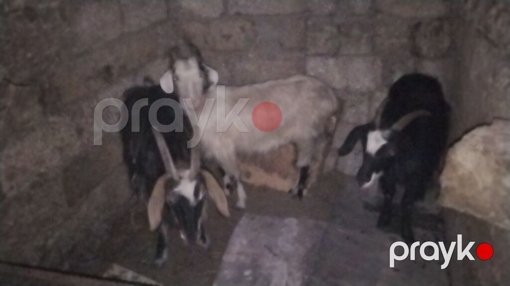 3 baş dişi keçi 1 i 3 qarın doğub 2 si 1 qarın sağlam heyvanlardı real — Kənd təsərrüfatı heyvanları, Digah (4)