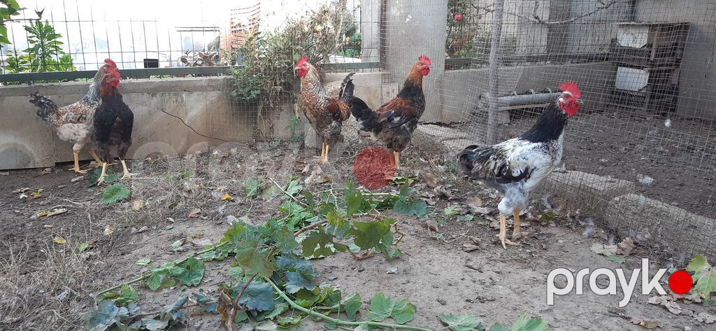 Salam, xoruzlar satilir isdediyin gel sec apar yaxsi saglam heyetde — Toyuq və xoruz, Bakı (2)