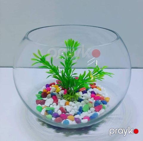 Akvarium, şüşə, şəffaf, 5 l — Bakı