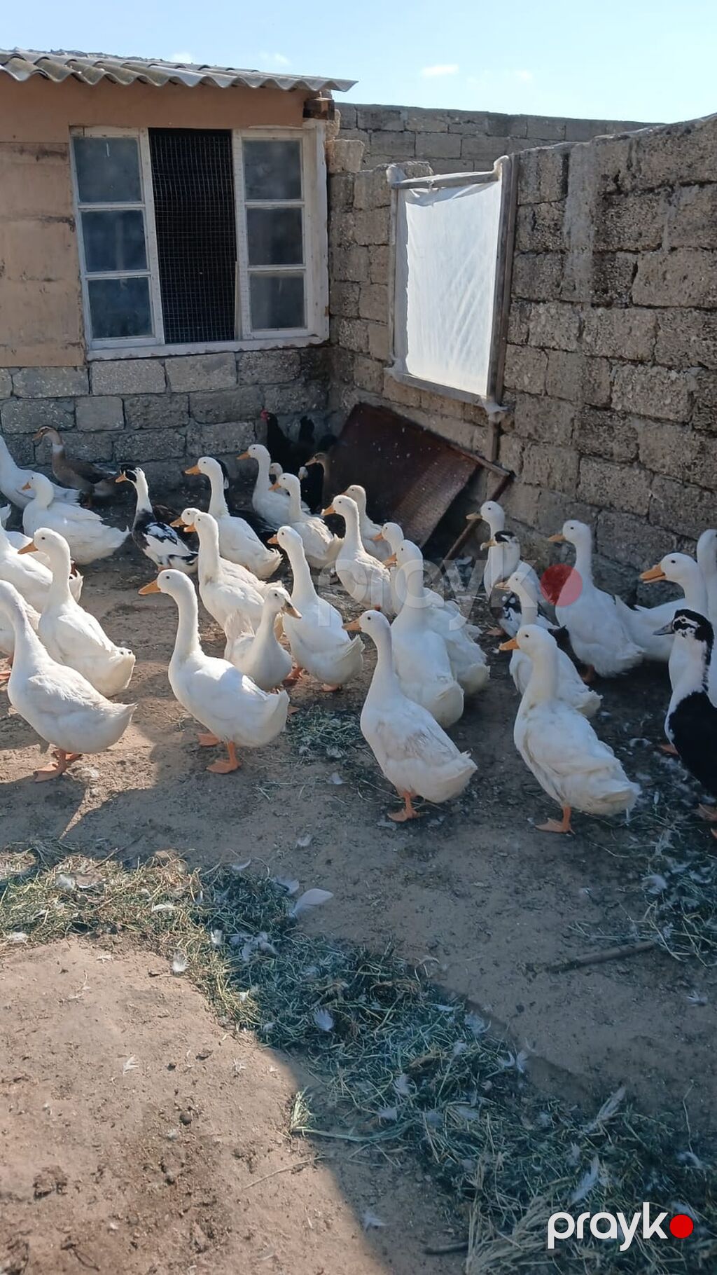 Məhsul: Ağ ördəklər (təsərrüfat heyvanları) Təsvir: - Ağ lələklər — Digərləri, Bakı (2)