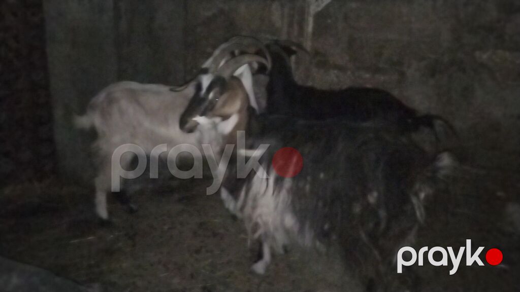 3 baş dişi keçi 1 i 3 qarın doğub 2 si 1 qarın sağlam heyvanlardı real — Kənd təsərrüfatı heyvanları, Digah (5)