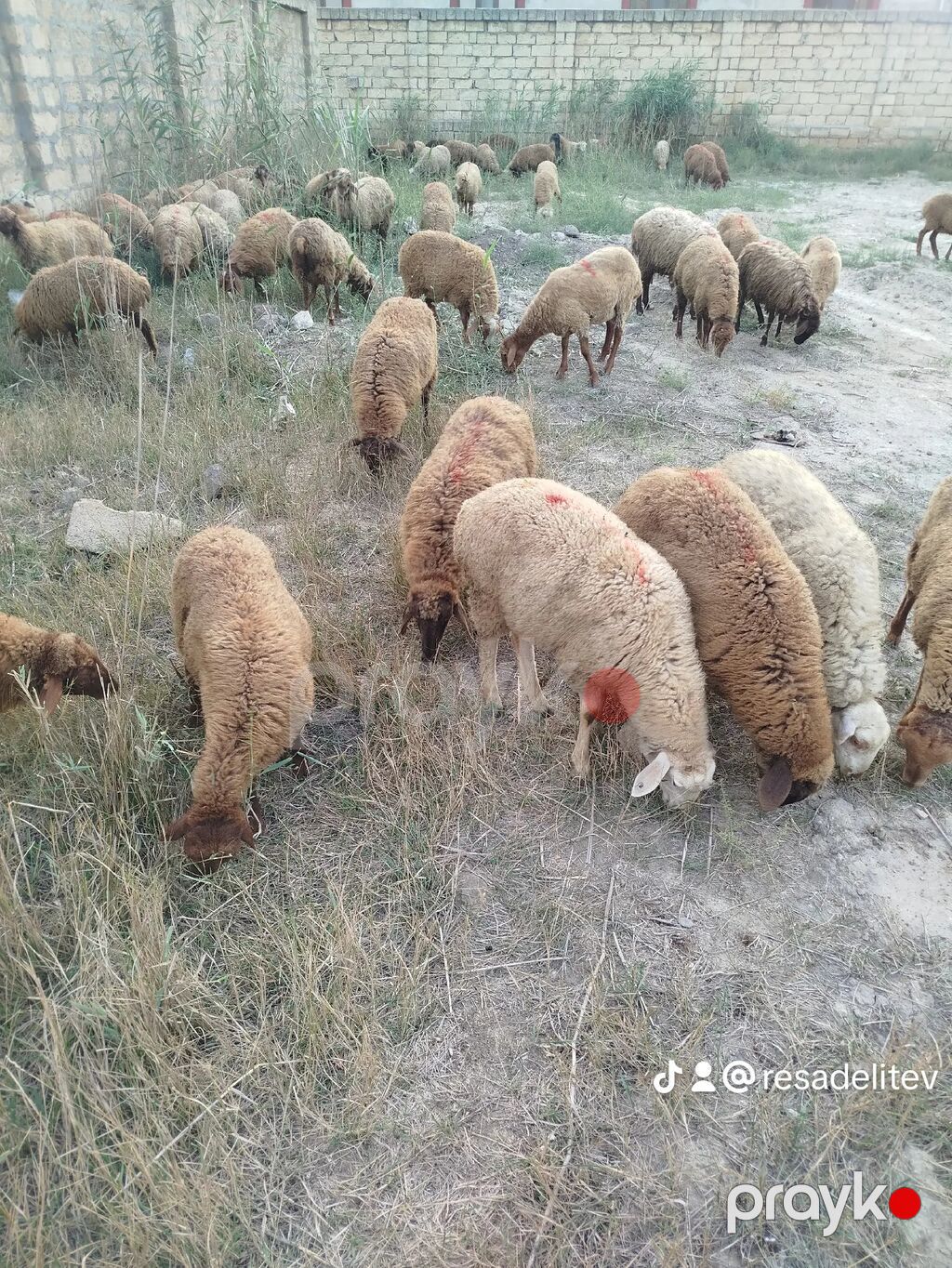 Satış üçün xırdabuynuzlu heyvan sürüsü 44 quzudu saxlamalı biri 200 ze — Kənd təsərrüfatı heyvanları, Digah (2)