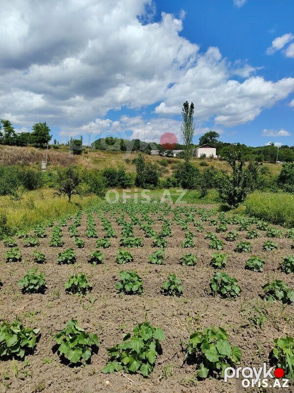 Torpaq Satılır Quba, Torpaq sahəsi satılır, 32 sot — Torpaq, Quba (4)