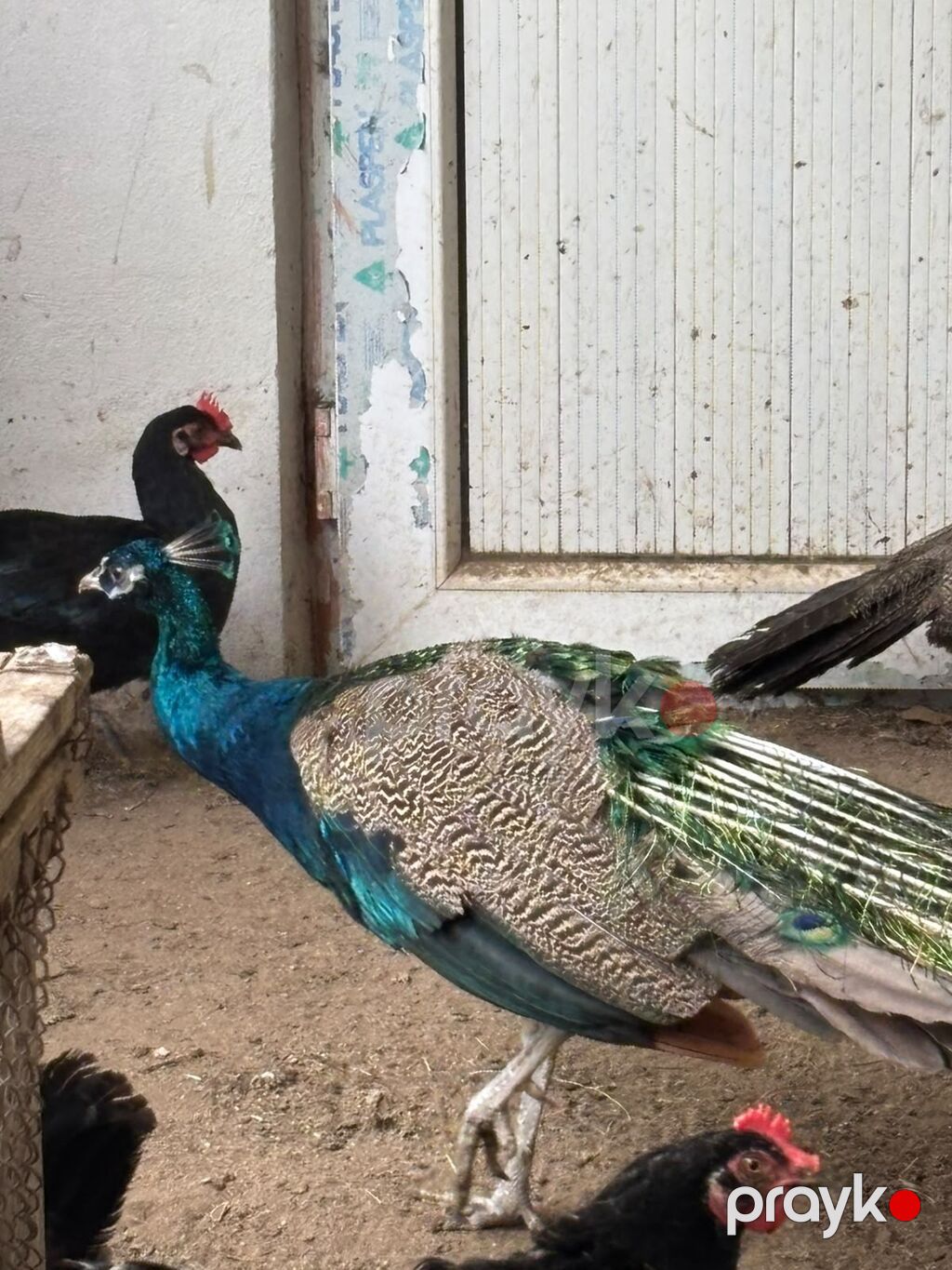Məhsul: Tovus quşları (pavlinlər) – erkək və dişi cütlük 15 Eded — Digərləri, Bakı (2)