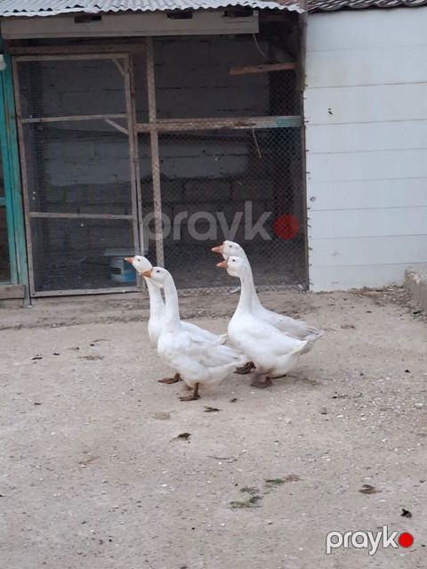 Ağ qazlar – 4 baş 1 erkekdir, 3 dişidir — Digah