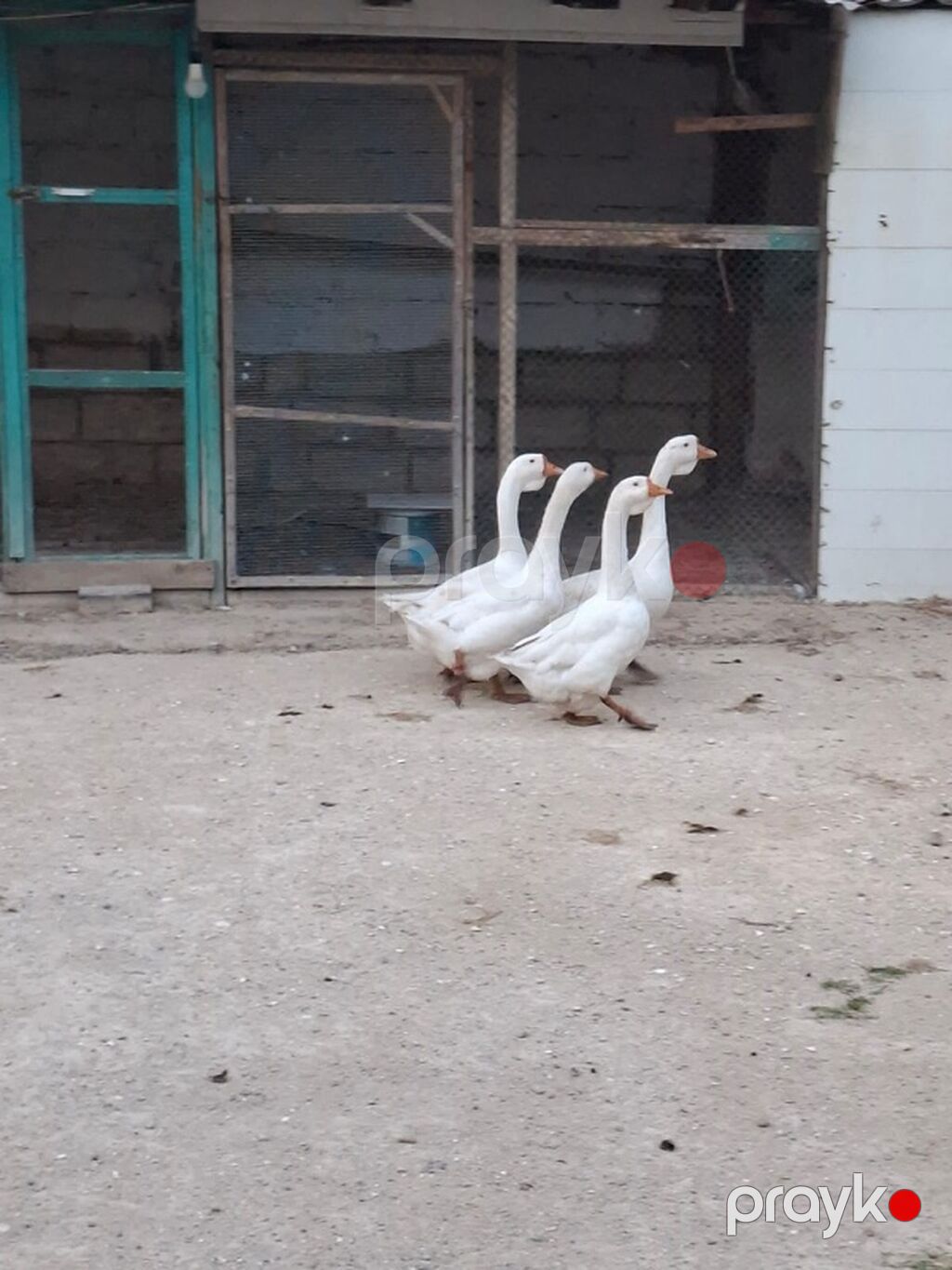 Ağ qazlar – 4 baş 1 erkekdir, 3 dişidir — Digərləri, Digah (4)