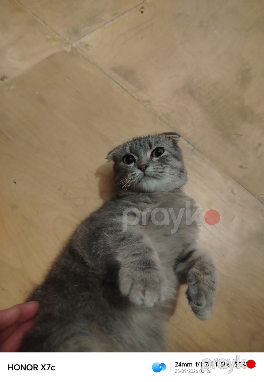 Scottish fold pişiyi evi var və ev heyvandır satılır 300 real alıcıya — Pişiklər, Bakı (2)