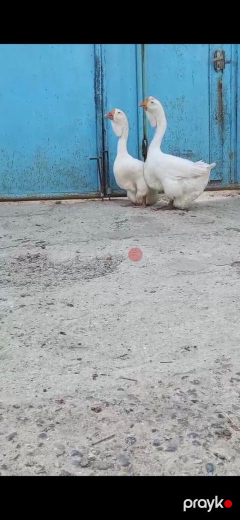 Satılır xalmaqor qaz qiymət cütünə ayidir — Masallı