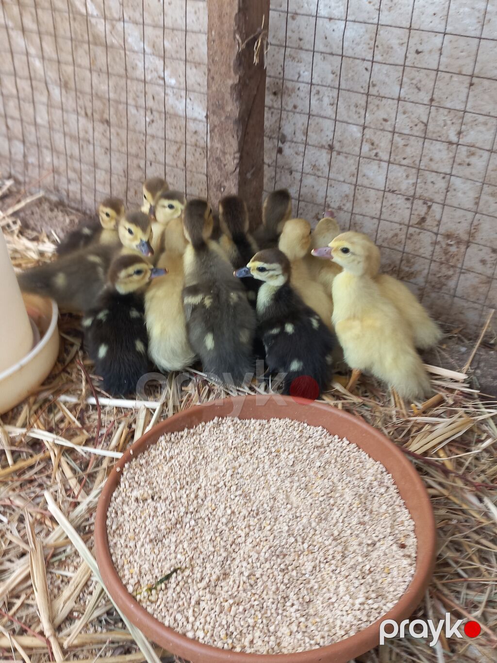 Lavanda Macar Zümrüd lal ördəkləri, 17 dənədir, biri 7 azdır, hamsını — Digər heyvanlar, Digah (2)