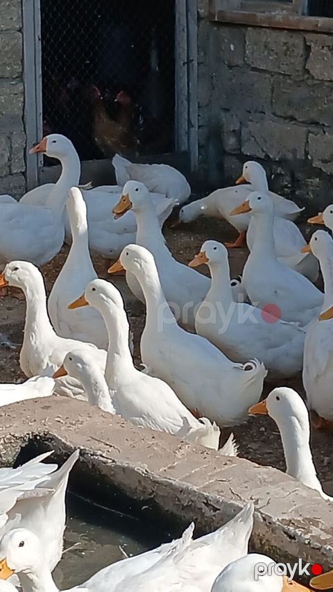 Məhsul: Ağ ördəklər (təsərrüfat heyvanları) Təsvir: - Ağ lələklər — Bakı