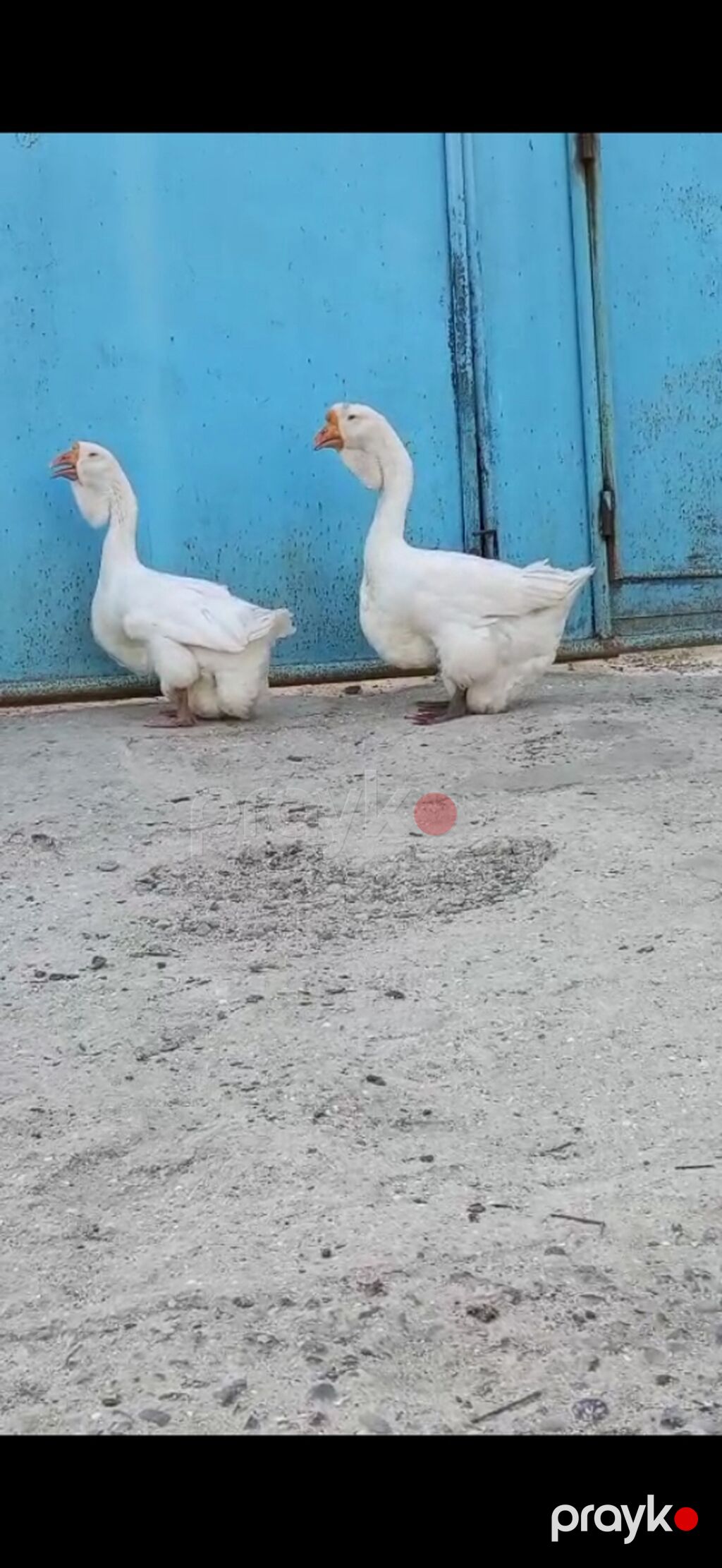 Satılır xalmaqor qaz qiymət cütünə ayidir — Digərləri, Masallı (4)