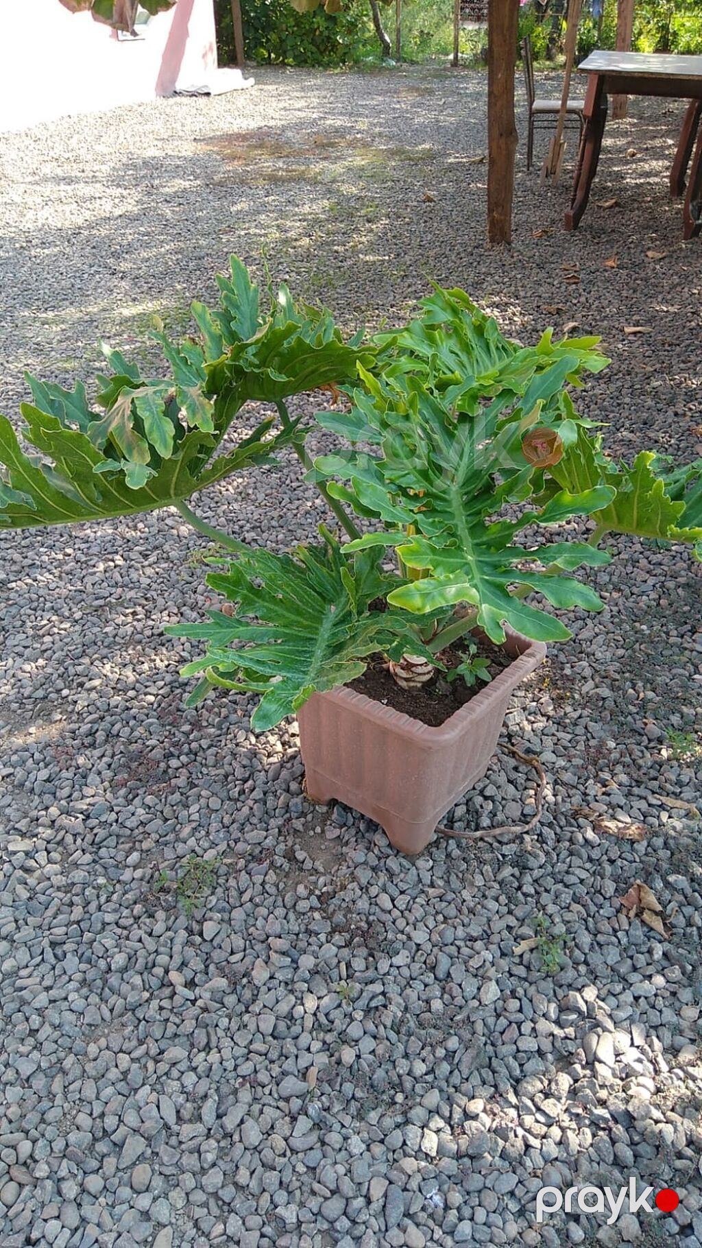 Filodendron Selloum (Philodendron bipinnatifidum) – böyük dekorativ — Qapı bitkələri, Bakı (2)
