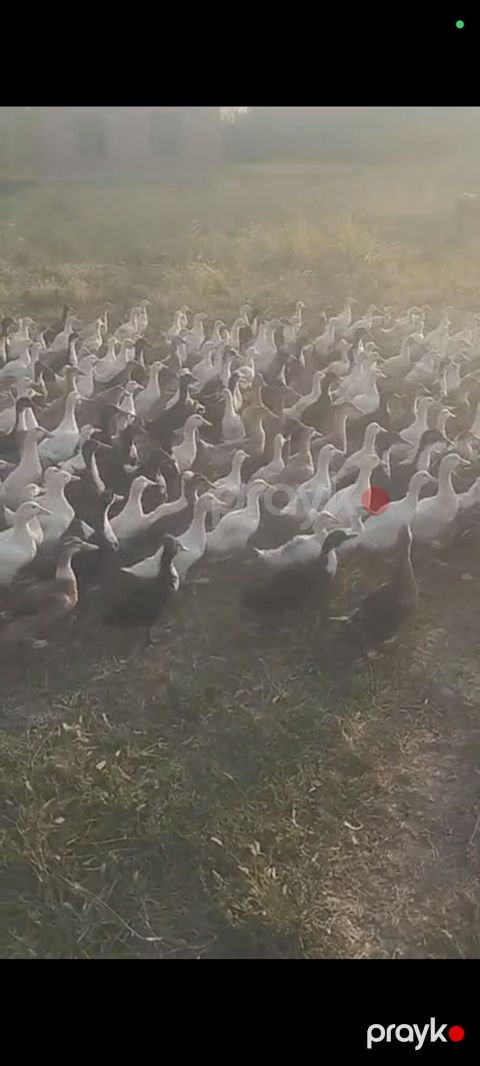 Məhsul: Ördek sürüsü (ferma yetişdirməsi) Təsvir: - Çöl şəraitində — Bakı