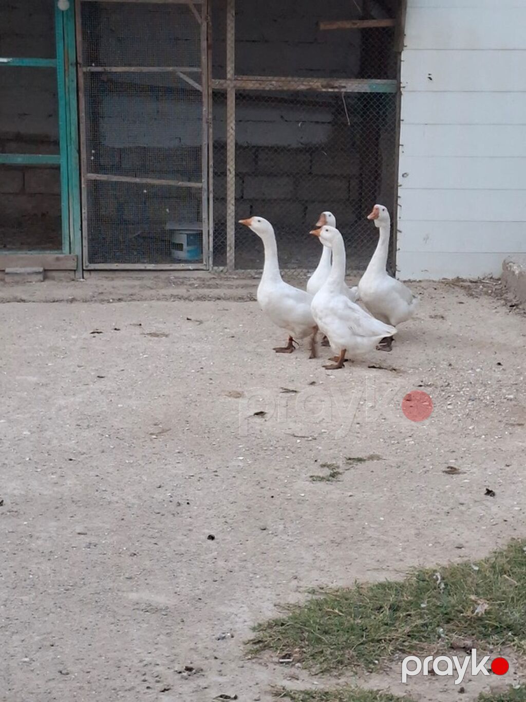 Ağ qazlar – 4 baş 1 erkekdir, 3 dişidir — Digərləri, Digah (2)