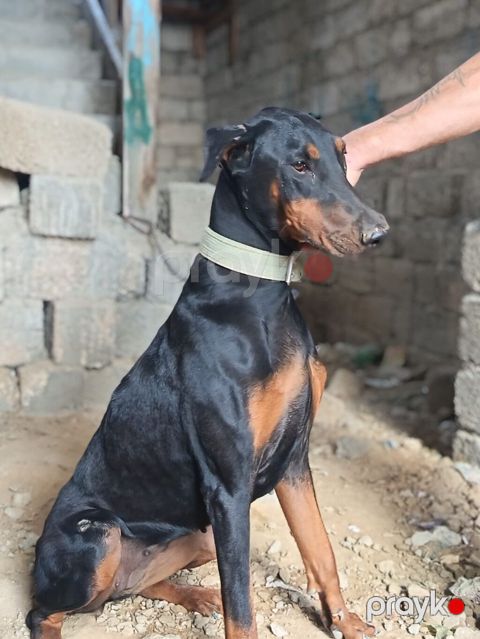 Doberman — Bakı