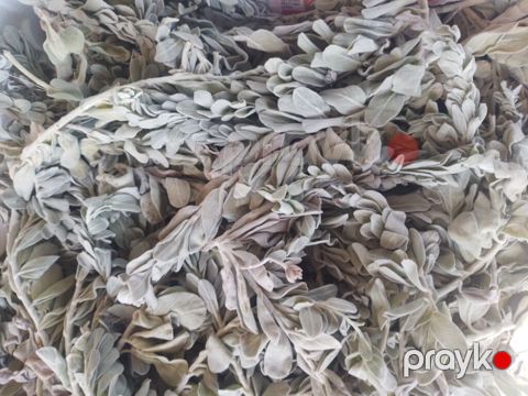 Qurudulmuş adaçayı (Salvia) – təbii aromatik ot - Tamamilə — Bakı