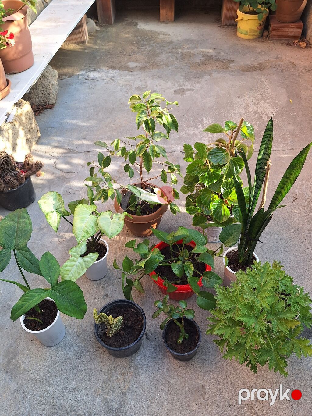 Otaq bitkiləri – kolleksiya - Syngonium (ox uclu yarpaqlı, açıq-yaşıl — Qapı bitkələri, Sumqayıt (4)