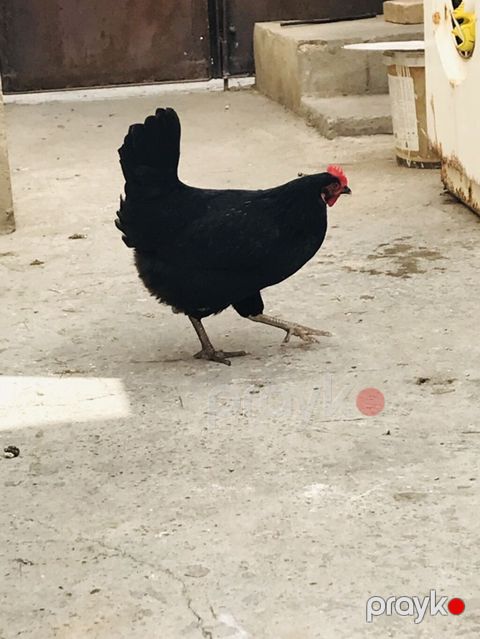 Toyuq, Yumurtalıq — Bakı