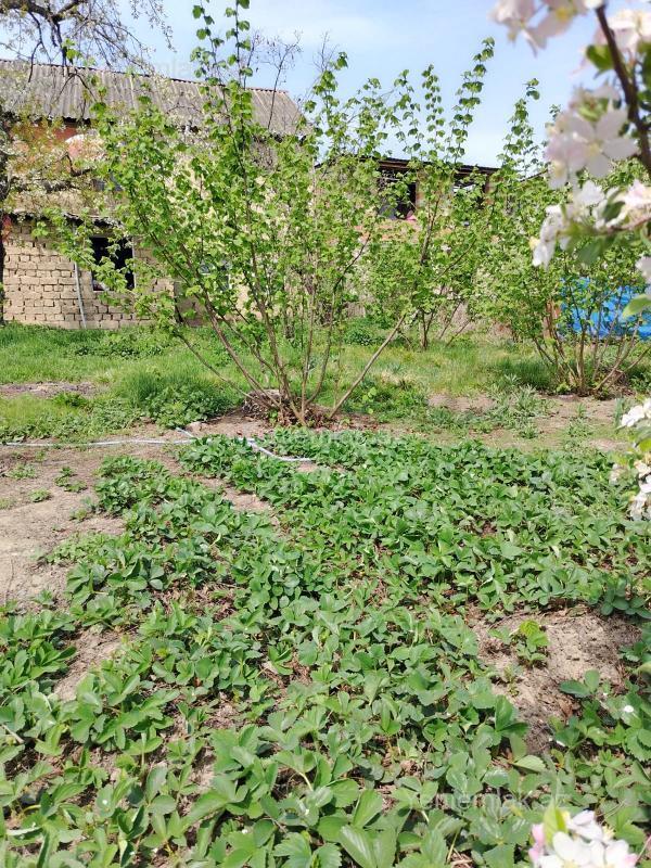 Satılır Torpaq sahəsi, 10 sot, Qusar — Torpaq, Qusar (6)