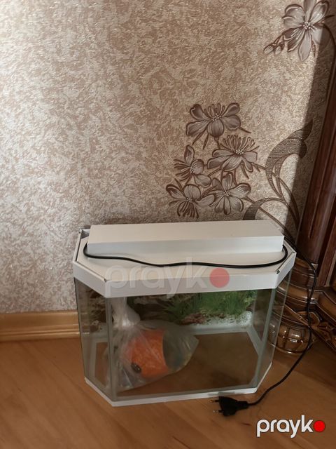 Akvarium Satilir. Iwletmirem. qiymet 10 azn — Bakı