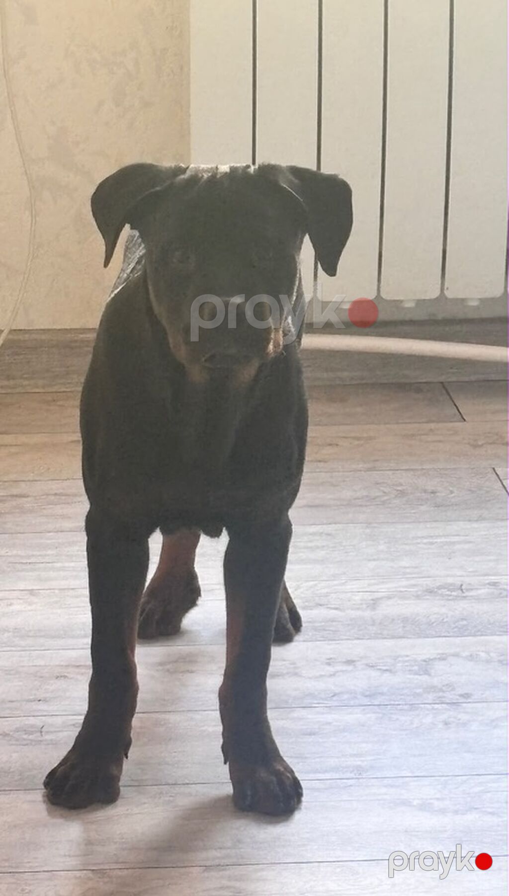 Rotveyler, 5 ay, Erkək, Peyvəndli — Köpəklər, Bakı (2)