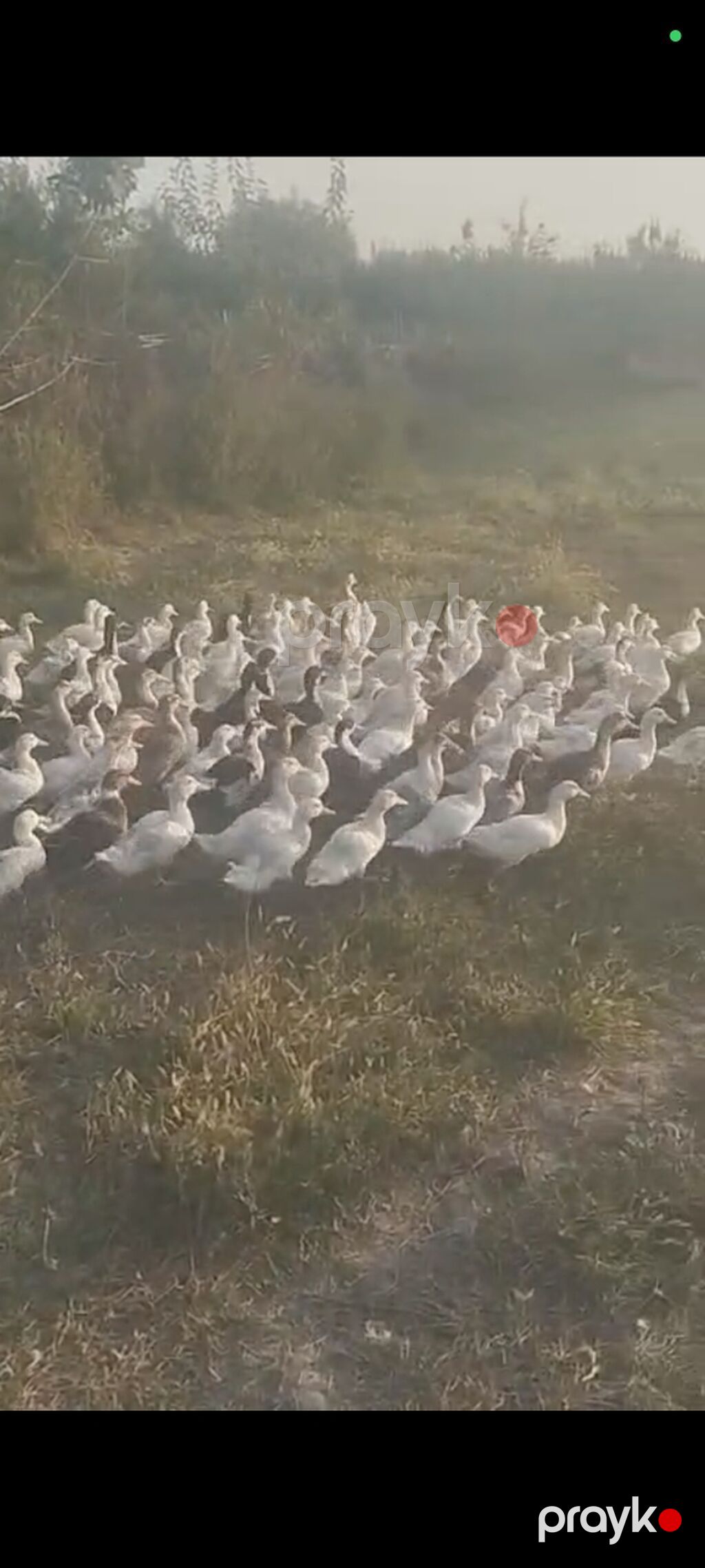 Məhsul: Ördek sürüsü (ferma yetişdirməsi) Təsvir: - Çöl şəraitində — Digərləri, Bakı (3)