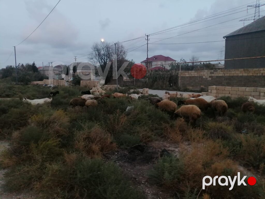 Keçi ve qoyunlar satilir. Bir ededi 350azn 12keçi var, 10eded — Kənd təsərrüfatı heyvanları, Bakı (2)