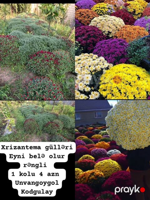 Xrizantema gülü – top şəklində, sıx çiçəklənən dekorativ sortlar — Gəncə