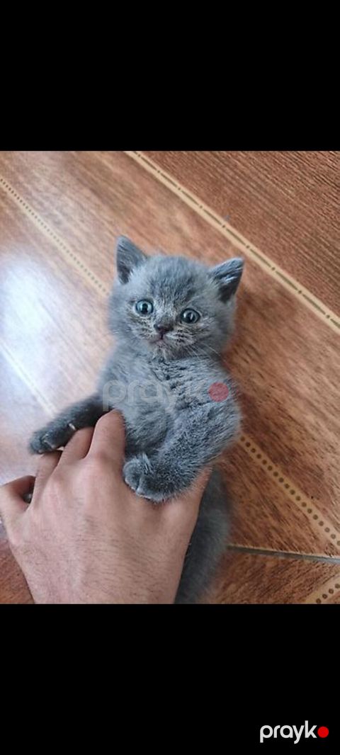 Britaniya (British Shorthair) Balaları Satılır ​İki ədəd — Bakı