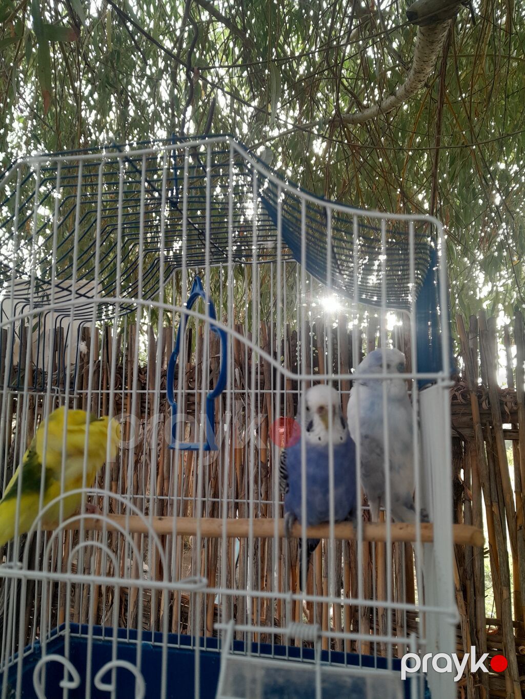 Dalmatikan qəfəslə birlikdə üç dalğalı tutuquşu (nimçik) seti — Qəfəslər, Göyçay (2)