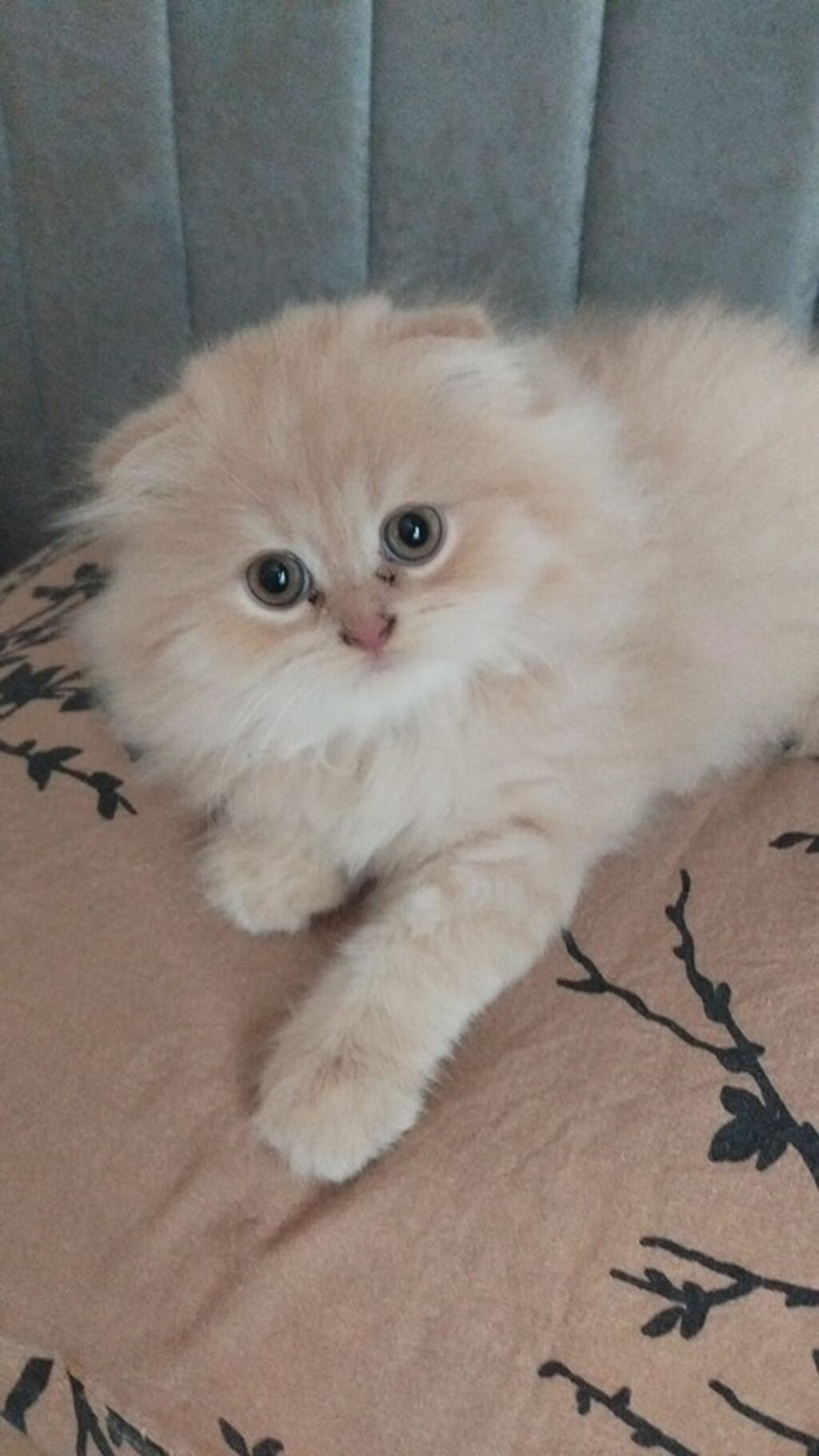 Fars, Dişi — Pişiklər, Sumqayıt