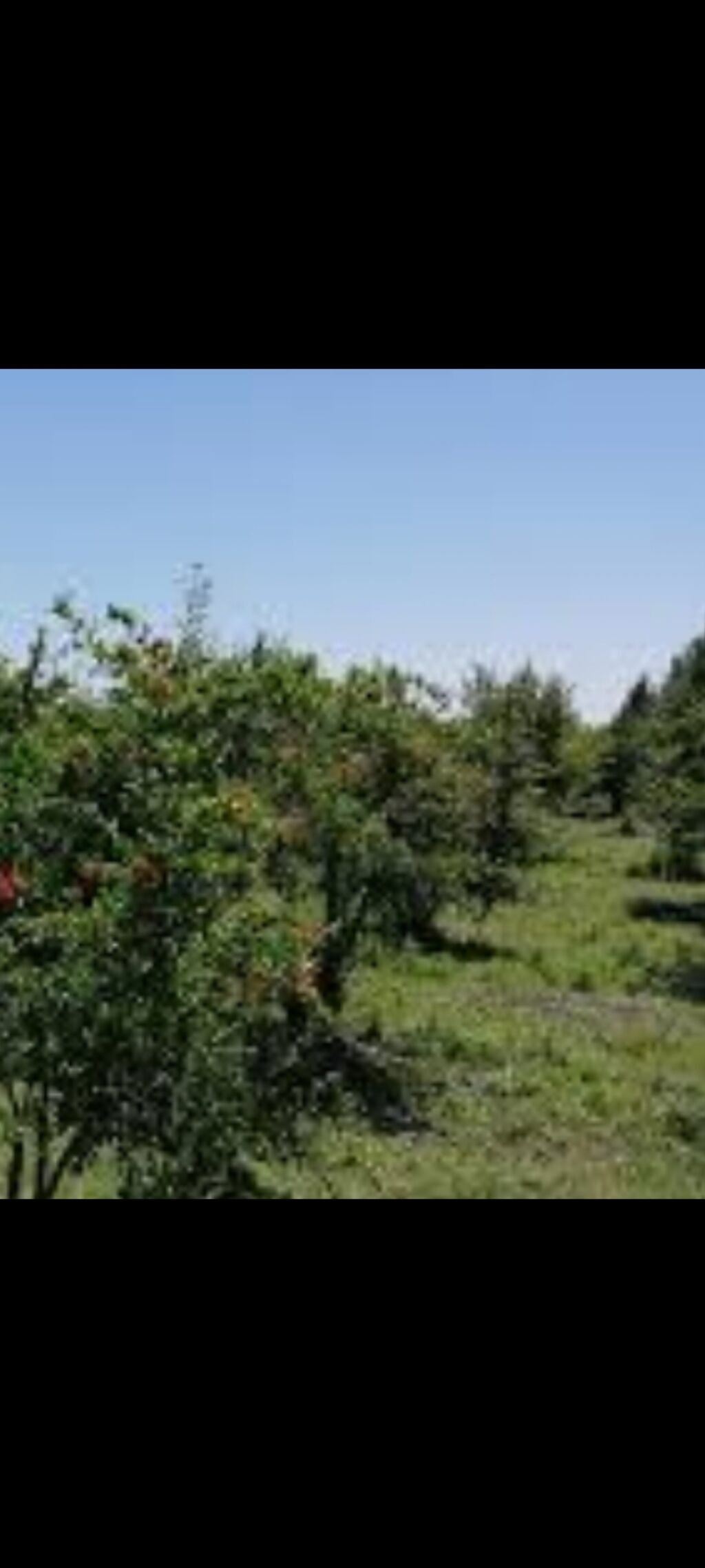 11000 sot, Tikinti, Maklerlər narahat etməsin, Kupça (Çıxarış) — Torpaq, Şamaxı (4)