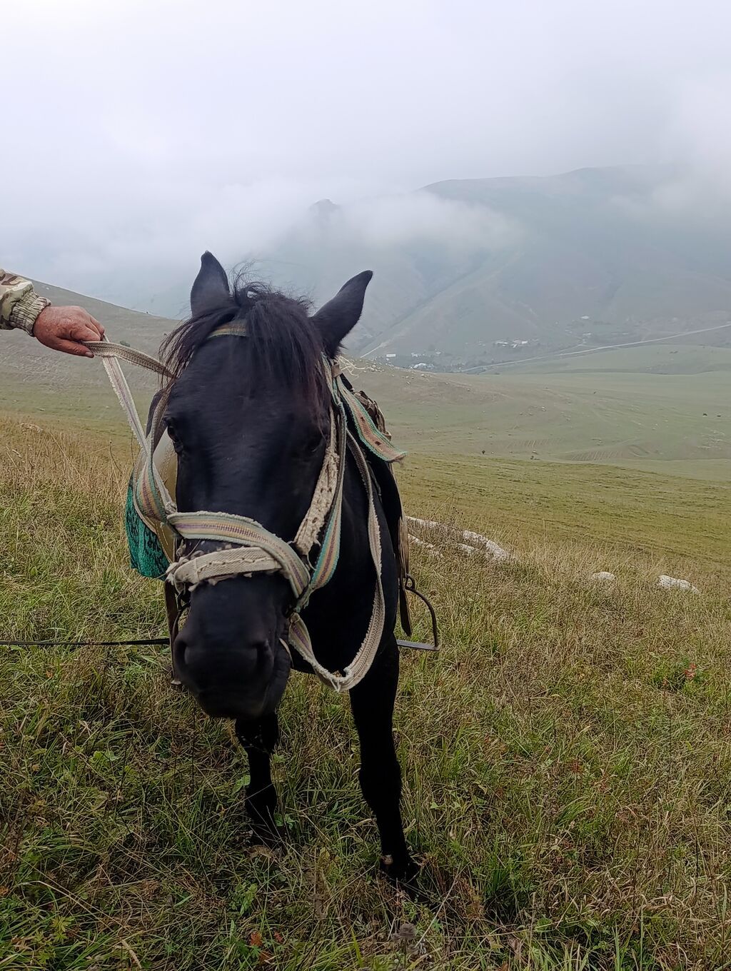 Erkək, il: 10 — Atlar, Daşkəsən (4)