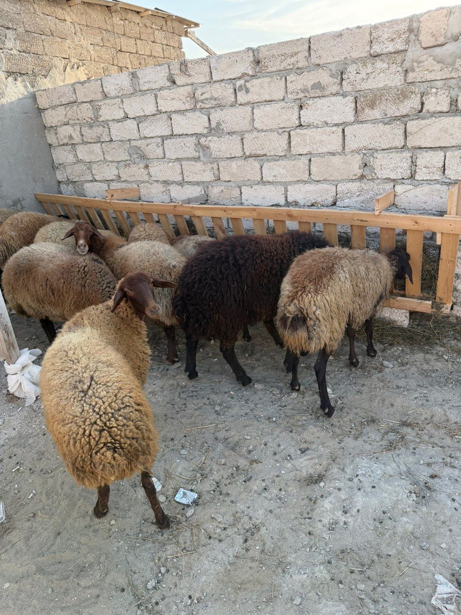 Qoçlar — Kənd təsərrüfatı heyvanları, Bakı (8)