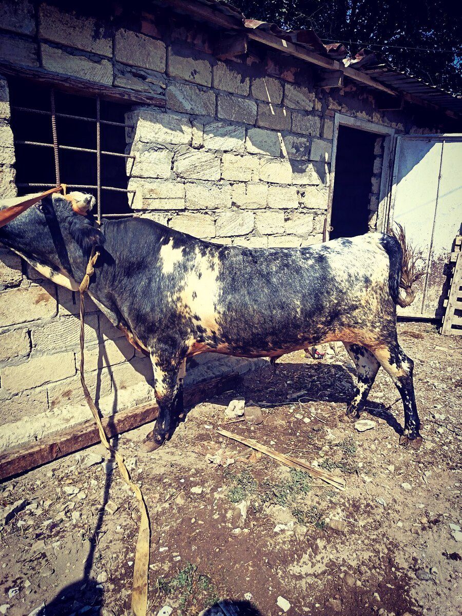 Dana — Kənd təsərrüfatı heyvanları, Bakı (2)
