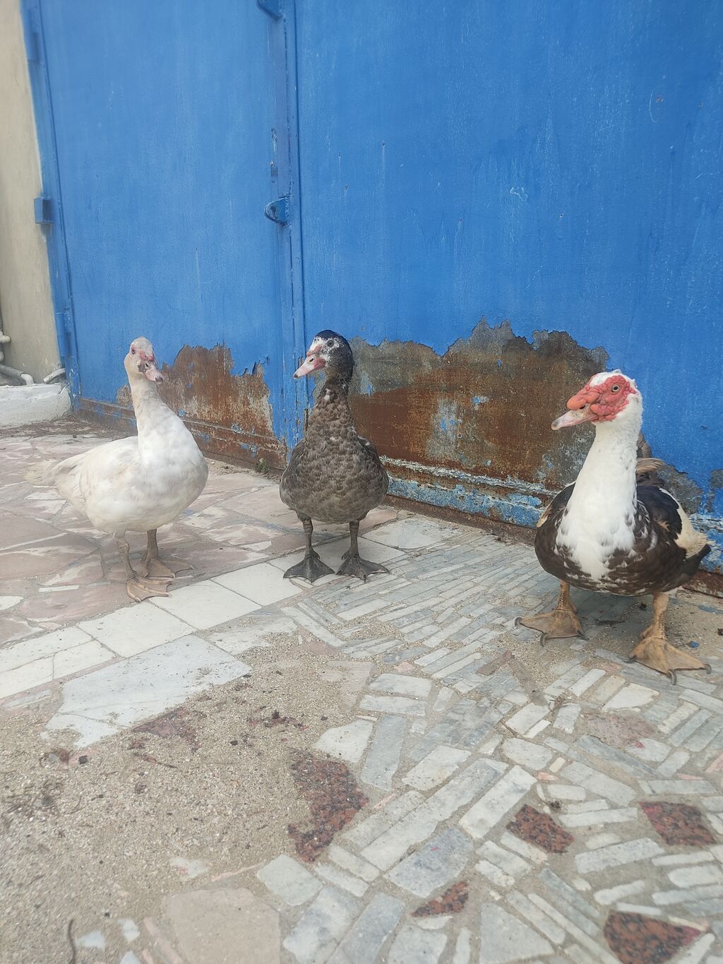 Tam saglam lal ordekler — Digərləri, Digah (2)