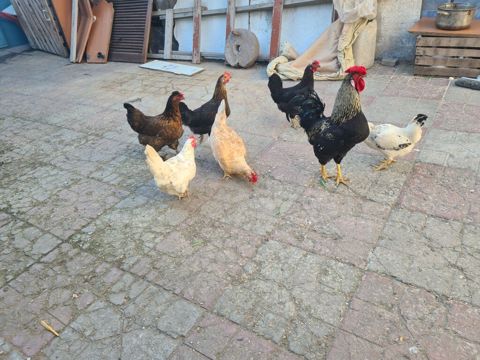 Unvan baki babek pr nzs 6eded toyuq 15aznden 1eded xoruz 25aznden — Bakı