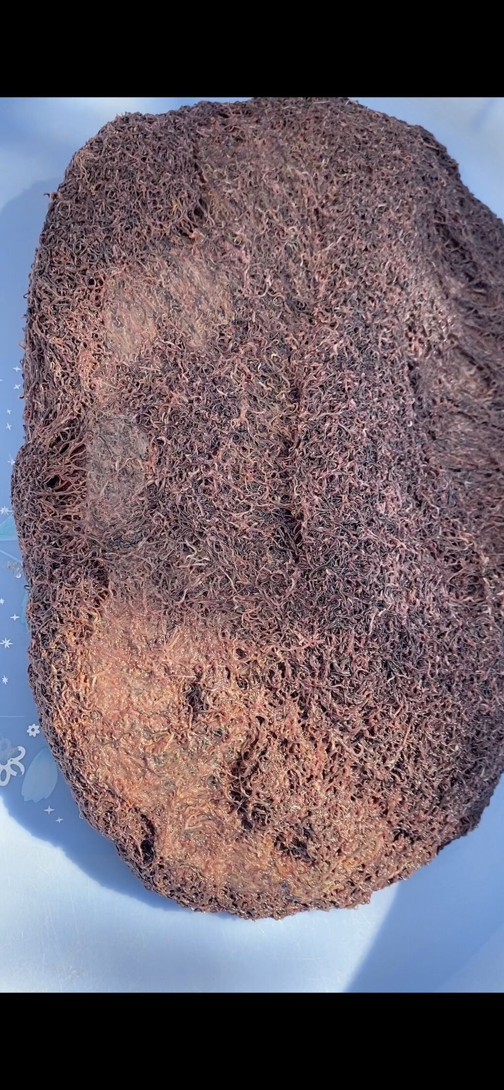 Balıqlar üçün canlı yem Truboçnik. Hər növ balıq üçün uyğundur. 100 — Akvariumlar və balıqlar, Bakı (2)