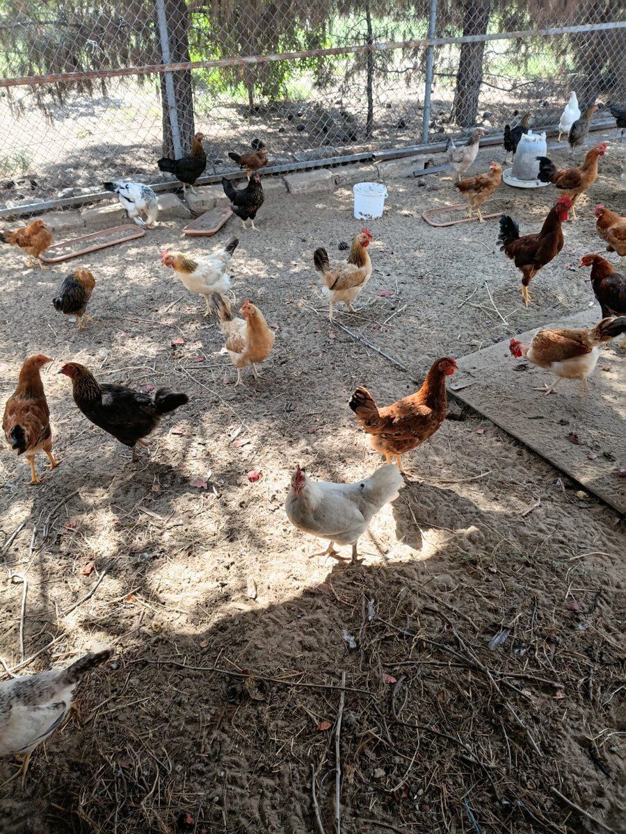 Toyuqlar və xoruzlar — Quşlar, Bakı (2)